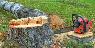 Best Tree Disease Treatment  in Cumming, GA