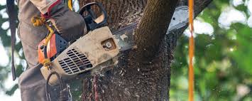 How Our Tree Care Process Works  in  Cumming, GA