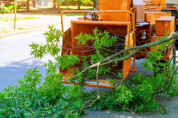 Grass Overseeding in Cumming, GA