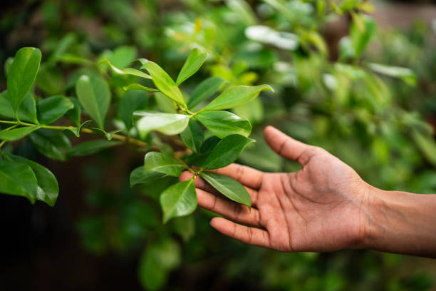 Lawn Watering Services in Cumming, GA