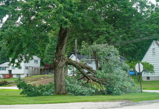 Best Tree Cabling and Bracing  in Cumming, GA