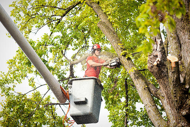 Best Hedge Trimming  in Cumming, GA